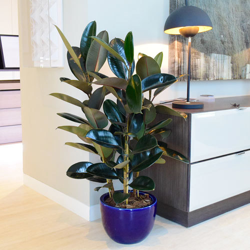 Ficus Elastica Big Plant | Buy Flowers in Dubai UAE | Gifts