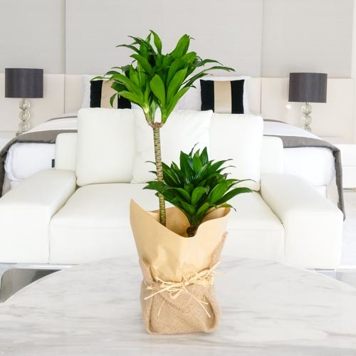 Desert Mirage | Buy Flowers in Dubai UAE | Gifts