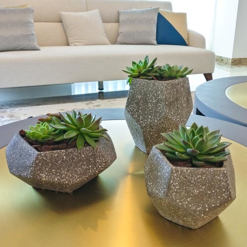 Succulent Trio | Buy Flowers in Dubai UAE | Gifts