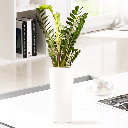 Evergreen Plant | Buy Flowers in Dubai UAE | Gifts